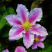 Clematis Piilu (STARTER) PERENNIAL flowering Vine - Caribbean garden seed