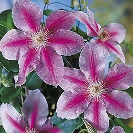 Clematis Piilu (STARTER) PERENNIAL flowering Vine - Caribbean garden seed