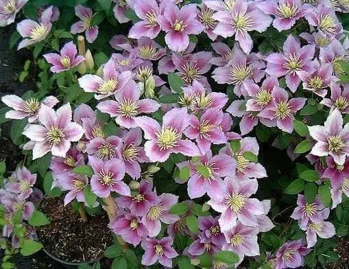 Clematis Piilu (STARTER) PERENNIAL flowering Vine - Caribbean garden seed
