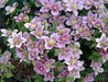 Clematis Piilu (STARTER) PERENNIAL flowering Vine - Caribbean garden seed