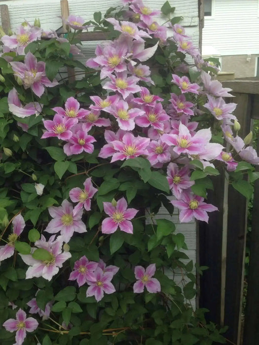 Clematis Piilu (STARTER) PERENNIAL flowering Vine - Caribbean garden seed