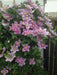 Clematis Piilu (STARTER) PERENNIAL flowering Vine - Caribbean garden seed