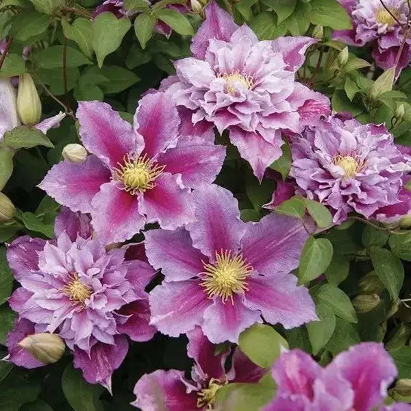Clematis Piilu (STARTER) PERENNIAL flowering Vine - Caribbean garden seed