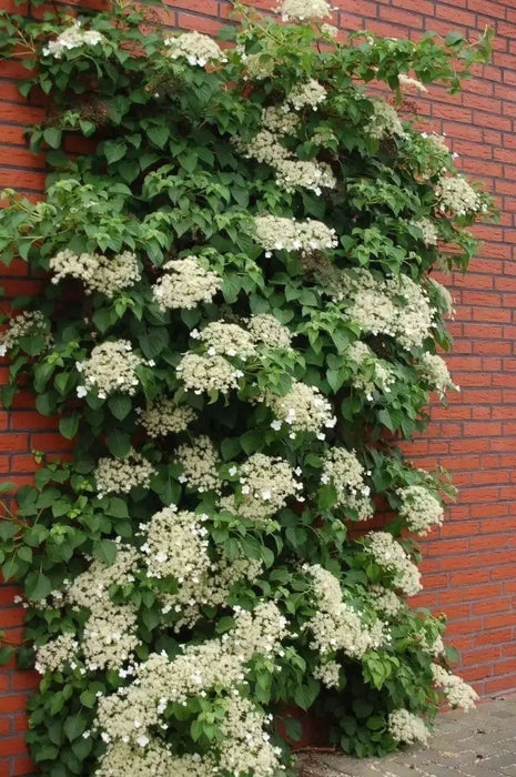 Climbing Hydrangea VINE-PERENNIAL FLOWERS Seeds, - Caribbean garden seed