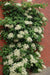 Climbing Hydrangea VINE-PERENNIAL FLOWERS Seeds, - Caribbean garden seed