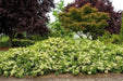 Climbing Hydrangea VINE-PERENNIAL FLOWERS Seeds, - Caribbean garden seed
