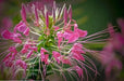 Cleome FLOWERS SEED( Rose Queen) SPIDER FLOWERS - Caribbean garden seed