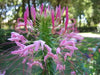 Cleome FLOWERS SEED( Rose Queen) SPIDER FLOWERS - Caribbean garden seed