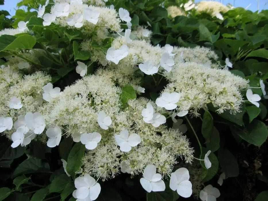 Climbing Hydrangea VINE-PERENNIAL FLOWERS Seeds, - Caribbean garden seed
