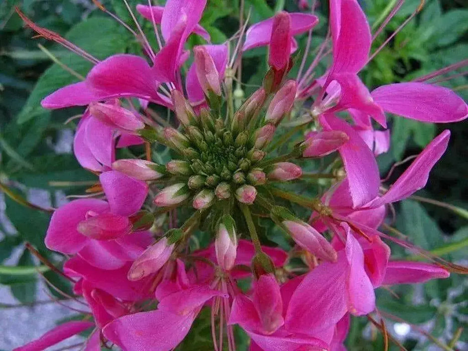 Cleome FLOWERS SEED( Rose Queen) SPIDER FLOWERS - Caribbean garden seed