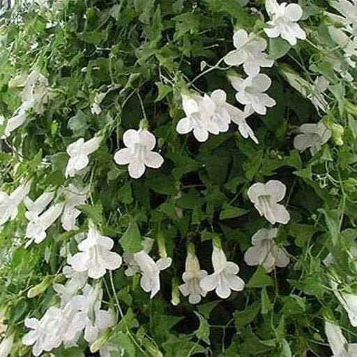 Climbing Snapdragon  (WHITE) - Perennial Vine - Caribbean garden seed