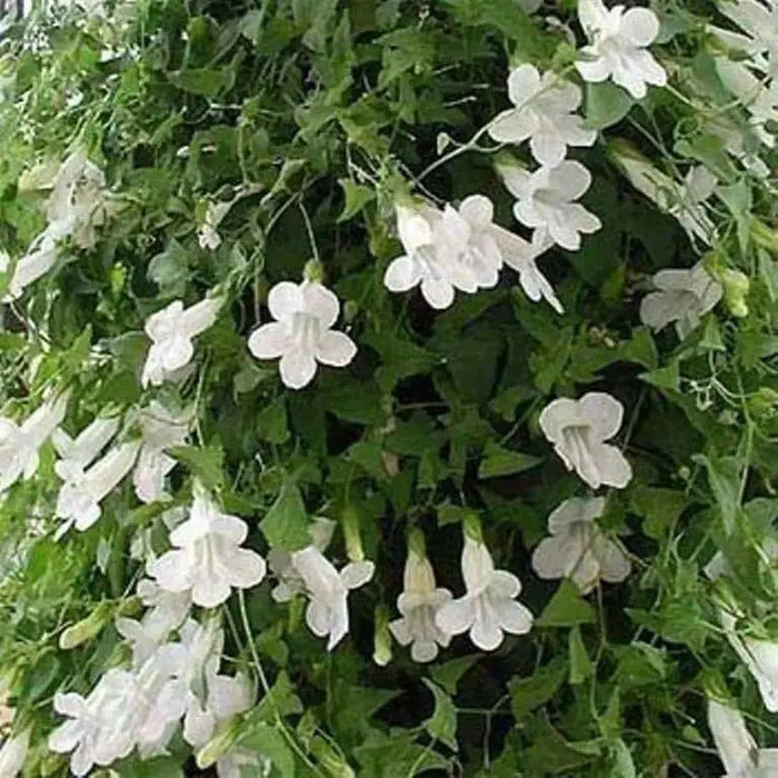 Climbing Snapdragon  (WHITE) - Perennial Vine - Caribbean garden seed
