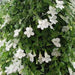 Climbing Snapdragon  (WHITE) - Perennial Vine - Caribbean garden seed