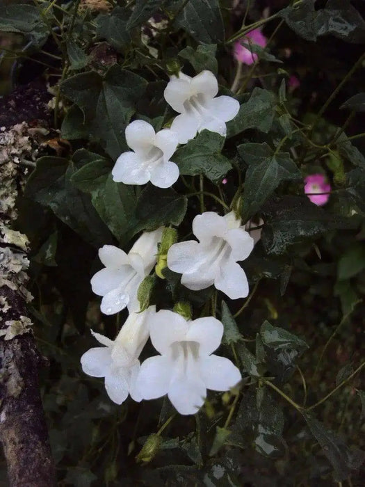 Climbing Snapdragon  (WHITE) - Perennial Vine - Caribbean garden seed