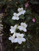 Climbing Snapdragon  (WHITE) - Perennial Vine - Caribbean garden seed