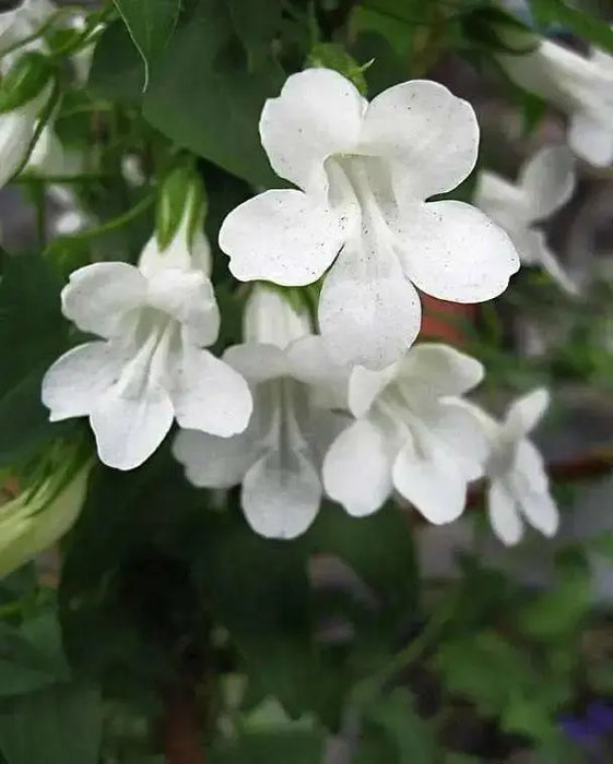 Climbing Snapdragon  (WHITE) - Perennial Vine - Caribbean garden seed