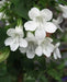 Climbing Snapdragon  (WHITE) - Perennial Vine - Caribbean garden seed