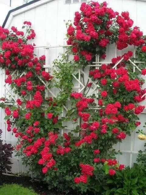 Climbing Rose BUSH (1 Plant) Ornamental, Outdoor - Caribbean garden seed