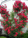 Climbing Rose BUSH (1 Plant) Ornamental, Outdoor - Caribbean garden seed