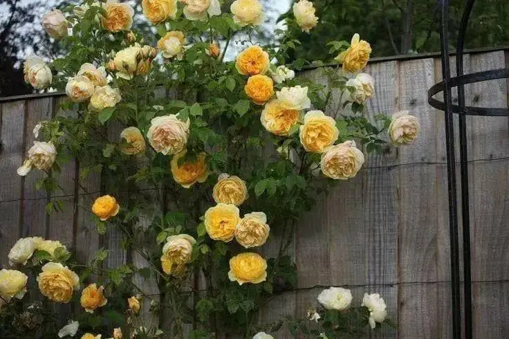 Climbing Rose BUSH ,Yellow (1 Plant) PERENNIAL - Caribbean garden seed