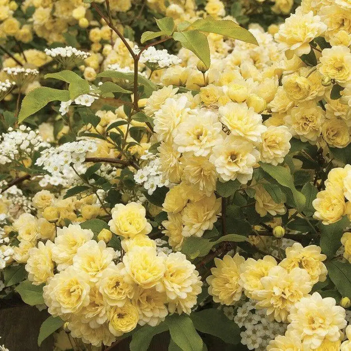 Climbing Rose BUSH ,Yellow (1 Plant) PERENNIAL - Caribbean garden seed