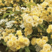 Climbing Rose BUSH ,Yellow (1 Plant) PERENNIAL - Caribbean garden seed