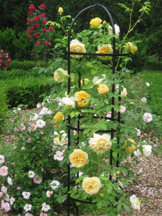 Climbing Rose BUSH ,Yellow (1 Plant) PERENNIAL - Caribbean garden seed