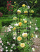 Climbing Rose BUSH ,Yellow (1 Plant) PERENNIAL - Caribbean garden seed