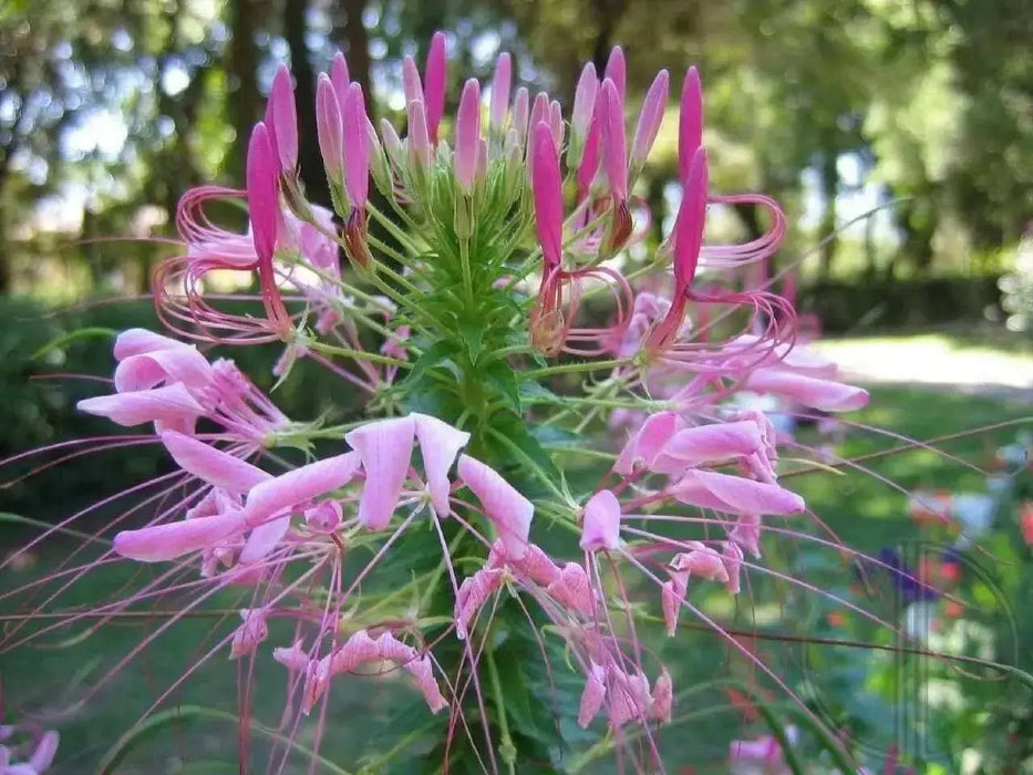 Cleome FLOWERS (LIVE PLANT/ Rose Queen) SPIDER FLOWERS - Caribbean garden seed