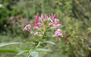 Cleome FLOWERS (LIVE PLANT/ Rose Queen) SPIDER FLOWERS - Caribbean garden seed