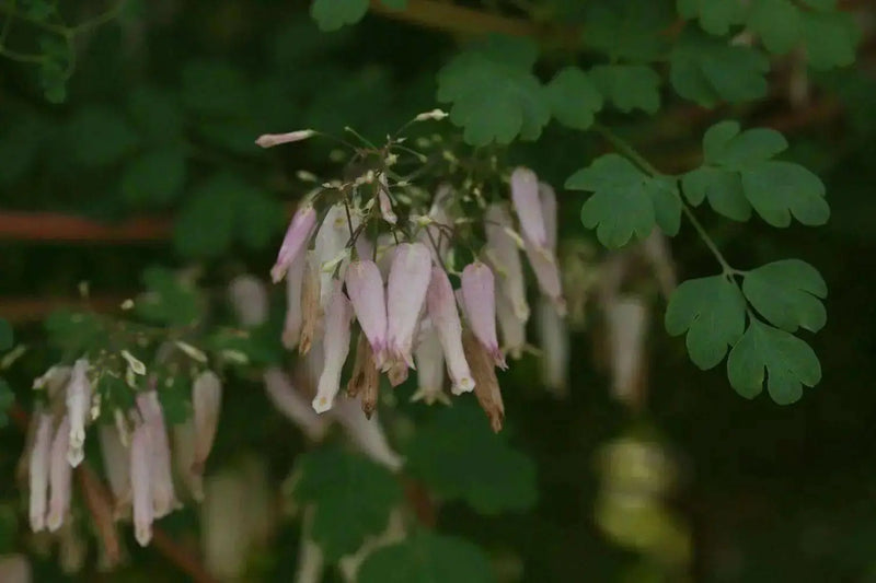 Climbing Fumitory, Adlumia fungosa Seeds - AKA Mountain Fringe, Allegheny Vine, - Caribbean garden seed