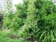 Climbing Fumitory, Adlumia fungosa Seeds - AKA Mountain Fringe, Allegheny Vine, - Caribbean garden seed