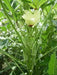 Clemson Spineless Okra Seed, Heirloom Vegetable - Caribbean garden seed
