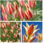 Clusiana Cynthia Species tulip Bulbs, Deer Resistant, Perennial - Caribbean garden seed