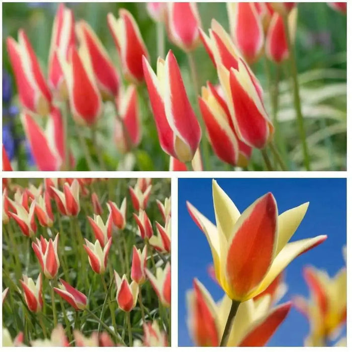 Clusiana Cynthia Species tulip Bulbs, Deer Resistant, Perennial - Caribbean garden seed