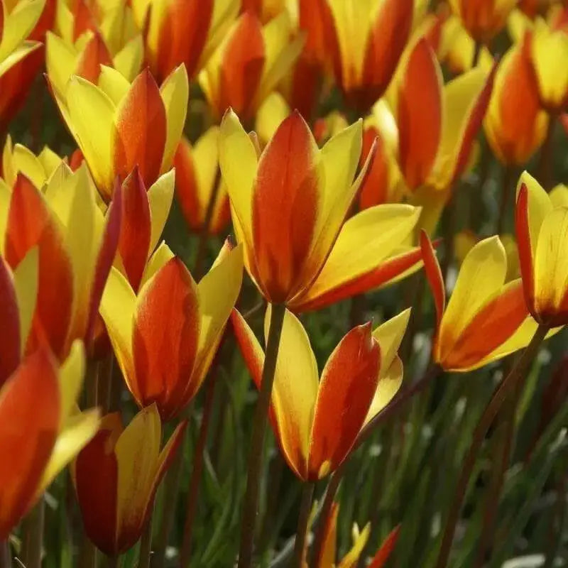Clusiana Cynthia Species tulip Bulbs, Deer Resistant, Perennial - Caribbean garden seed