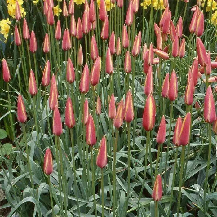 Clusiana Cynthia Species tulip Bulbs, Deer Resistant, Perennial - Caribbean garden seed