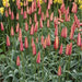 Clusiana Cynthia Species tulip Bulbs, Deer Resistant, Perennial - Caribbean garden seed
