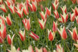 Clusiana Cynthia Species tulip Bulbs, Deer Resistant, Perennial - Caribbean garden seed