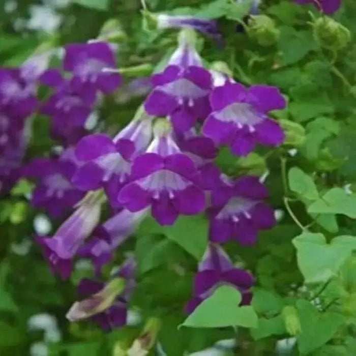 Climbing Snapdragon - Violet, (Perennial Flowers Vine. - Caribbean garden seed