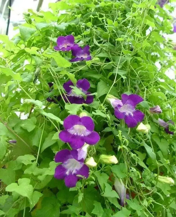 Climbing Snapdragon - Violet, (Perennial Flowers Vine. - Caribbean garden seed