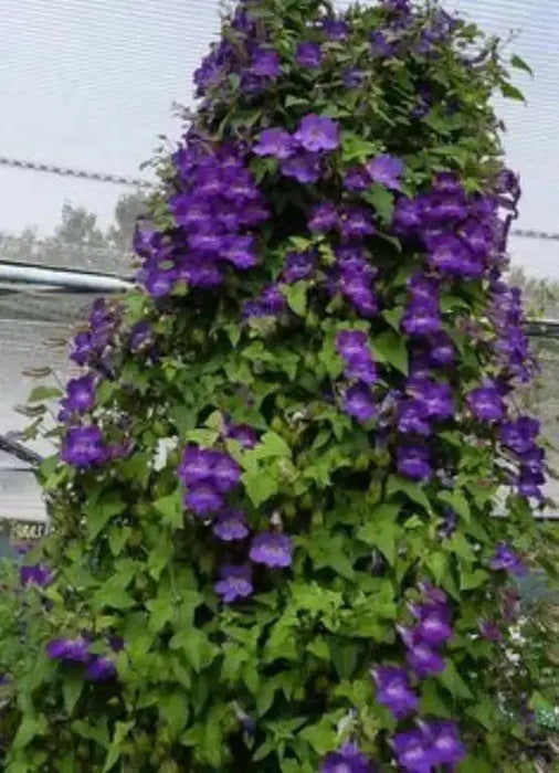 Climbing Snapdragon - Violet, (Perennial Flowers Vine. - Caribbean garden seed