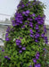 Climbing Snapdragon - Violet, (Perennial Flowers Vine. - Caribbean garden seed