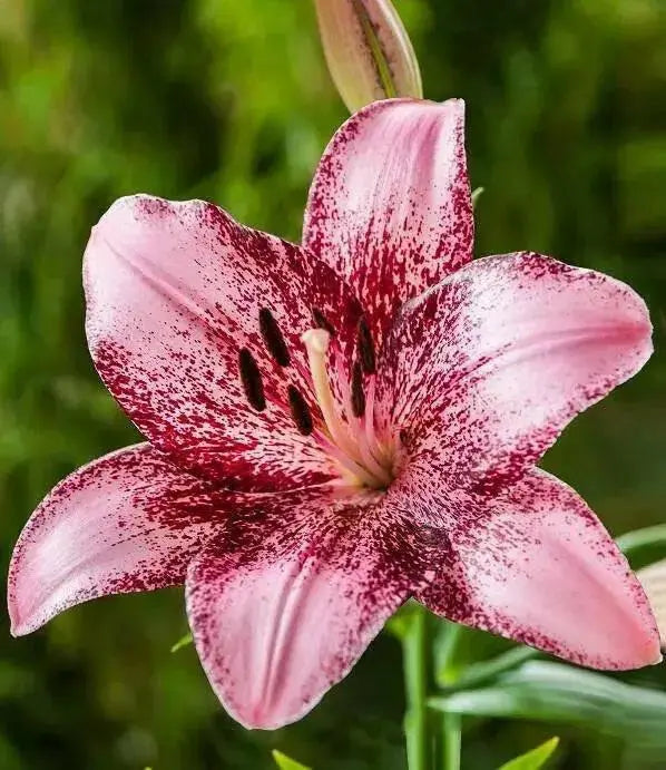 Cogoleto Asiatic Lily Bulbs,Pots  Perennial - Caribbean garden seed