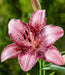 Cogoleto Asiatic Lily Bulbs,Pots  Perennial - Caribbean garden seed