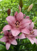 Cogoleto Asiatic Lily Bulbs,Pots  Perennial - Caribbean garden seed
