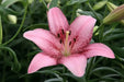Cogoleto Asiatic Lily Bulbs,Pots  Perennial - Caribbean garden seed