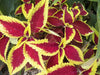 Coleus Defiance (LIVE STARTER PLANTS ) SHADE LOVING FOLIAGE - Caribbean garden seed