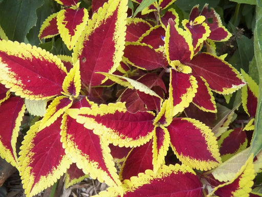 Coleus Defiance (LIVE STARTER PLANTS ) SHADE LOVING FOLIAGE - Caribbean garden seed