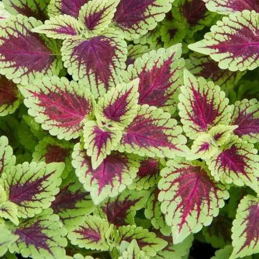 Coleus Defiance (LIVE STARTER PLANTS ) SHADE LOVING FOLIAGE - Caribbean garden seed